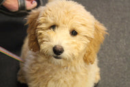 Puppy Academy · Focus & Fun!